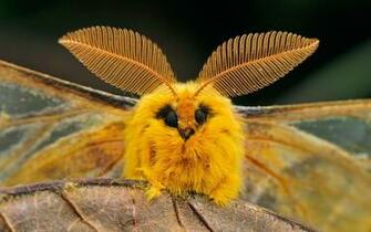 Moth HD Wallpaper Background Image