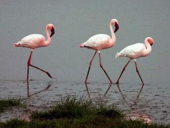 Flamingo Wallpaper Desktop