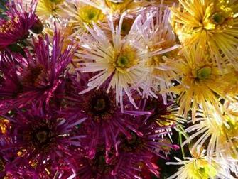 Chrysanthemums Closeup Wine Color Flowers Wallpaper Background