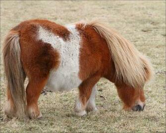 Wallpaper Horse Computer Screensavers And