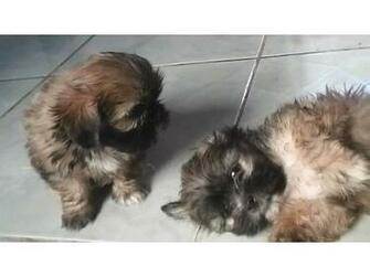Raa Shih Tzu HD Walls Find Wallpaper