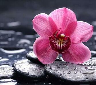 Orchid Flower Image HD Wallpaper Stock Photos Pixhome