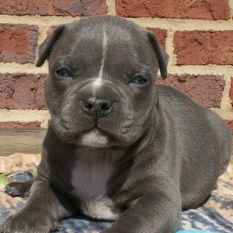Pitbull Puppy Wallpaper Screenshot