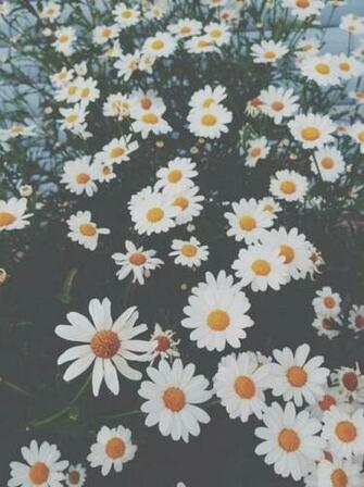 Daisy Flowers Wallpaper