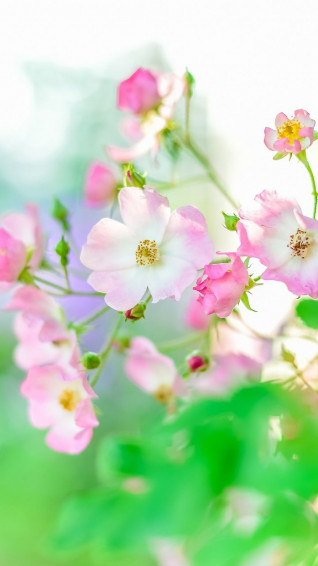 Wallpaper Summer Plants Blur Portrait