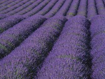 Lavender Wallpaper