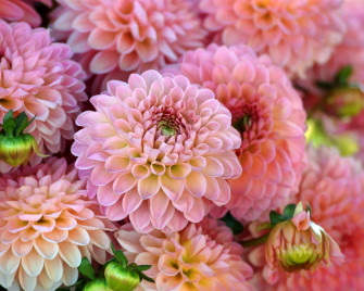Wallpaper Many Pink Dahlias Flowers Petals Picture Image