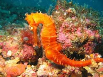 Seahorses HD Wallpaper