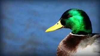 Mallard Duck Wallpaper Desktop Image Of