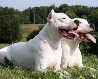 Argentine Dogo Wallpaper Android Apps On Google Play