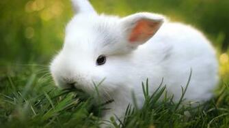 Cute White Baby Rabbit Wallpaper