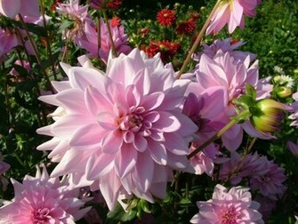 7art Flowers Screensaver Amazing In Beautiful