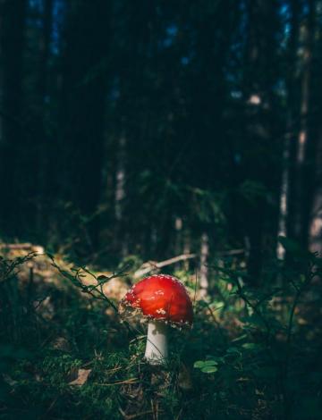 Nature Mushroom HD Wallpaper Desktop And Mobile Image Photos