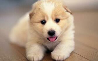 Cute Puppies Wallpaper