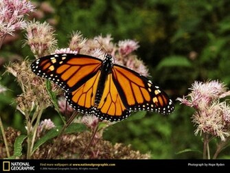 Monarch Butterfly HD Wallpaper Desktop Butterflies