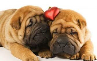 Shar Pei HD Wallpaper Background Image Id