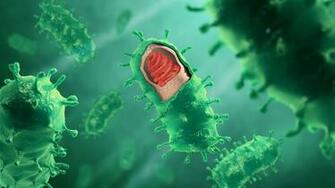 Rabies Virus Wikiwand