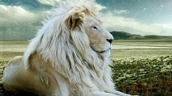 White Lions Wallpaper For Desktop And Mobile Devices
