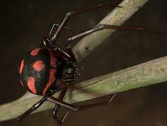 Making Of Black Widow Latrodectus Mactans By Zoltan Korcsok 624px