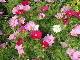 Cosmos Flower Wallpaper Jpg