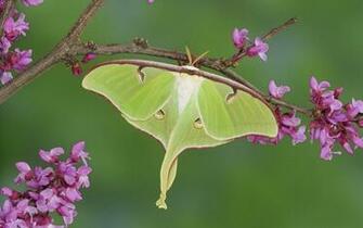 Luna Moth HD Wallpaper Background Image Id