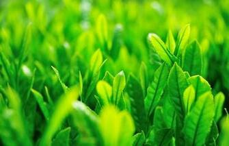 Posts Mobile Screensaver Wallpaper Macro