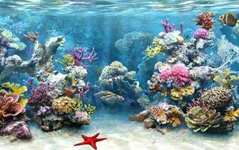 Coral Reef