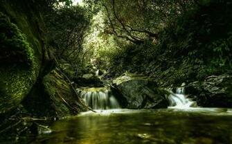 Beautiful Rain In The Forest Screensaver Best Screensavers