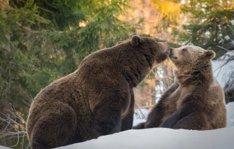 Wallpaper Winter Forest Snow Pose Kiss Ate Bear Bears Pair