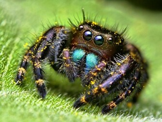 Spider Wallpaper