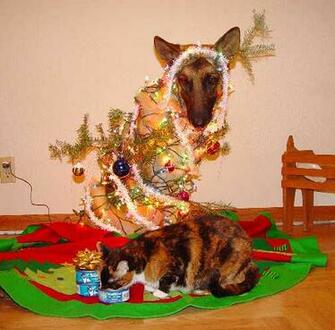 Christmas German Shepherd Pictures Dog