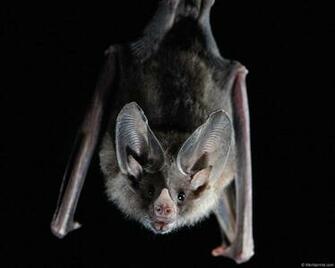 Fun2shh World Bat Flying Animal Wallpaper For