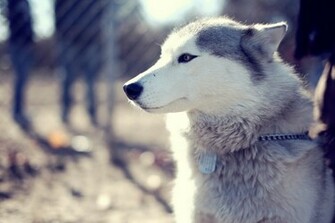 Female Alaskan Malamute Wallpaper And Image Pictures