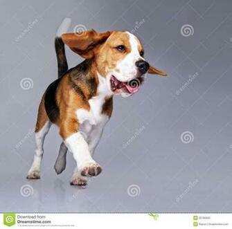 Browse Funny Beagle Pictures With Captions HD Photo Wallpaper