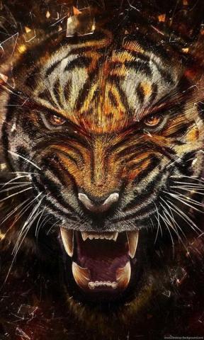 4k Tiger Wallpaper Whatspaper