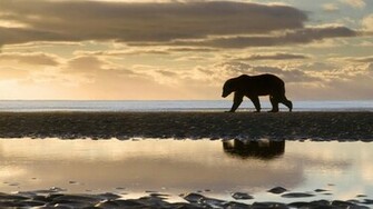 HD Animal Wallpaper With A Polar Bear Walking Over Ice