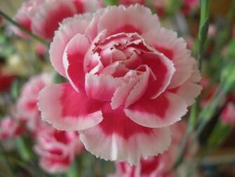 Carnation Wallpaper HD