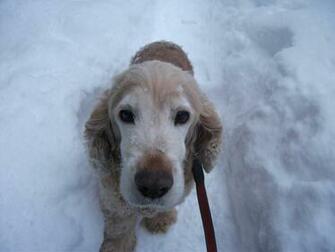 Dog And Snow By Tp Desktop Wallpaper