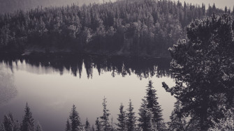 Forest Lake Wallpaper