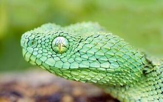 Snake Wallpaper Best