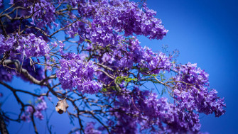 Top Purple Tree Wallpaper Full HD 4k To Use