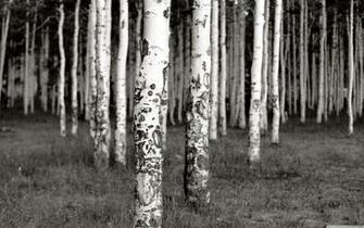 Black And White Birch Trees Wallpaper