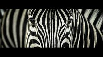 Zebra Computer Wallpaper Desktop Background Id