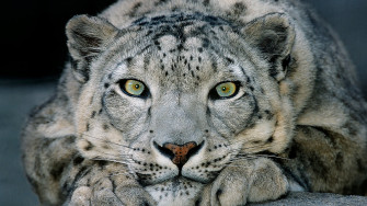 Snow Leopard Wallpaper
