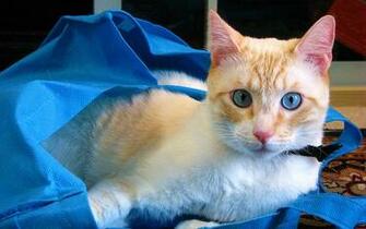 Cat Theme Gallery Desktop Themes Windows Browse Catsa7