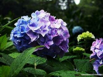 Blooming Hydrangea Flowers Wallpaper Wallcoo