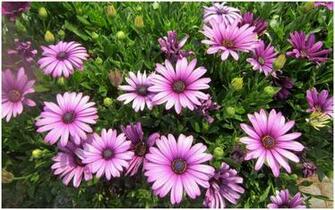 Light Pink Flowers HD Wallpaper 9HD