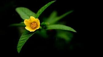 Dark Flower Wallpaper