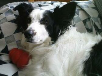 Border Collie Mix HD Wallpaper Animals