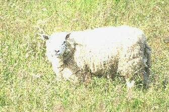 Sheep Lamb Photos Desktop Background Wallpaper
